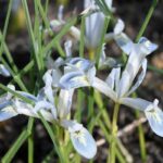 Iris Reticulata Frozen Planet  Pack x 10 Bulbs