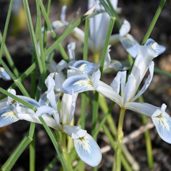 Iris Reticulata Frozen Planet  Pack x 10 Bulbs