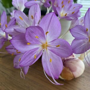 Colchicum Cilicicum ‘Purpureum’ Bulb x1