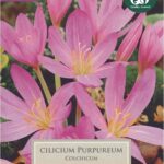 Colchicum Cilicicum ‘Purpureum’ Bulb x1