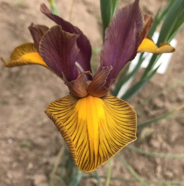 Dutch Iris 'Lion King' Pack x9 Spring bulbs