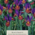 Dutch Iris 'Black Beauty' Pack x12 Bulbs