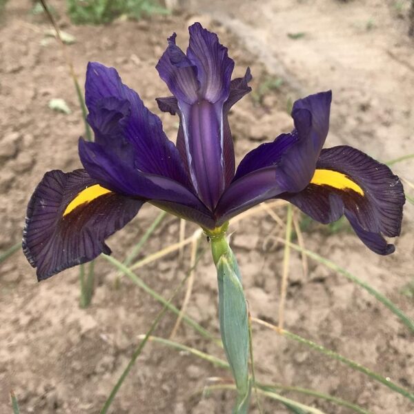Dutch Iris 'Black Beauty' Pack x12 Bulbs