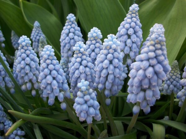 Muscari (Grape Hyacinth) Valerie Finnis Pack x12 Bulbs