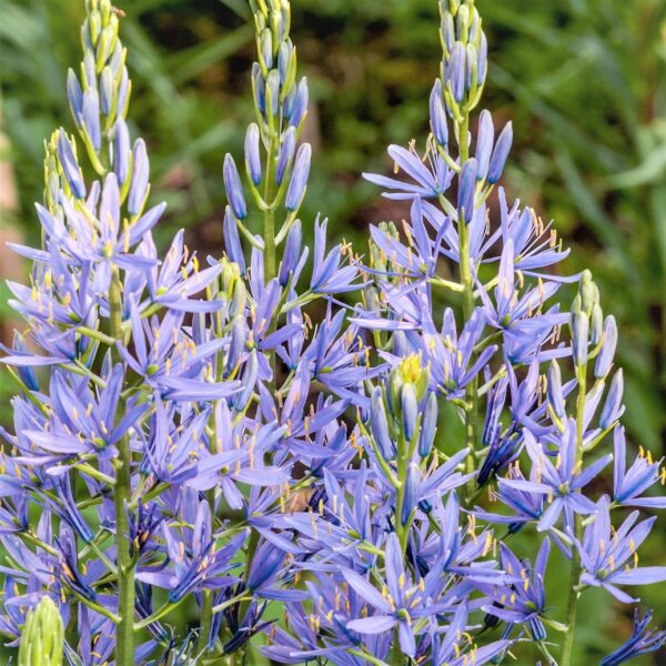 Camassia Leichtlinii Caerulea Pack x3 Bulbs