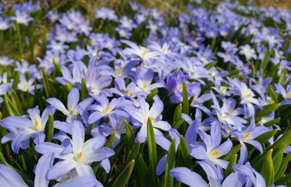 Chionodoxa Forbseii Pack x20 Spring Bulbs