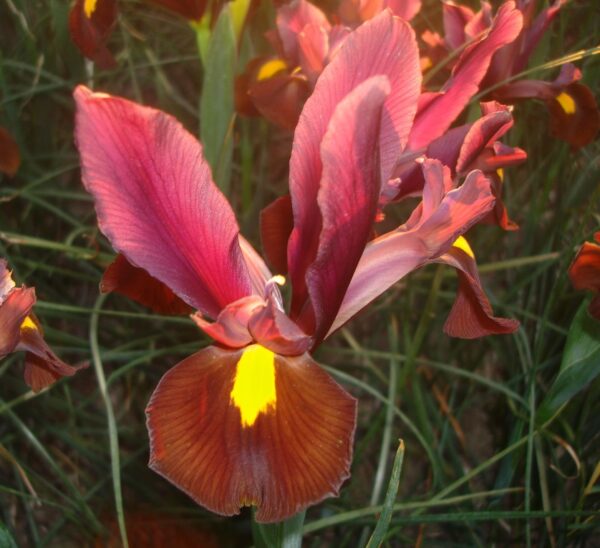 Dutch Iris Red Ember Pack x9 Bulbs