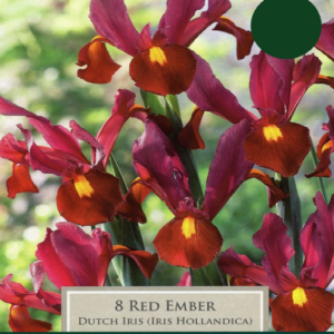 Dutch Iris Red Ember Pack x9 Bulbs