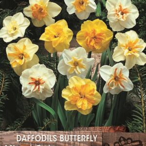 Narcissus/ Daffodil 'Butterflies' Mixed Pack x5 Bulbs