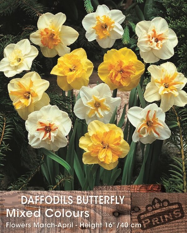 Narcissus/ Daffodil 'Butterflies' Mixed Pack x7 Bulbs