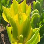 Tulip Viridiflora 'Green Mile' Pack x8 Bulbs