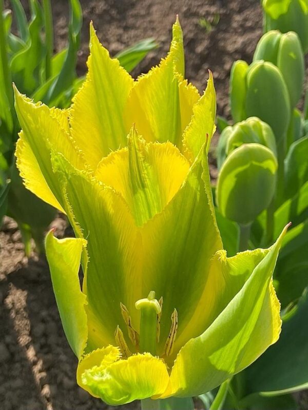 Tulip Viridiflora 'Green Mile' Pack x8 Bulbs