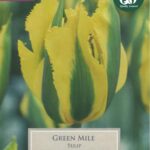 Tulip Viridiflora 'Green Mile' Pack x8 Bulbs
