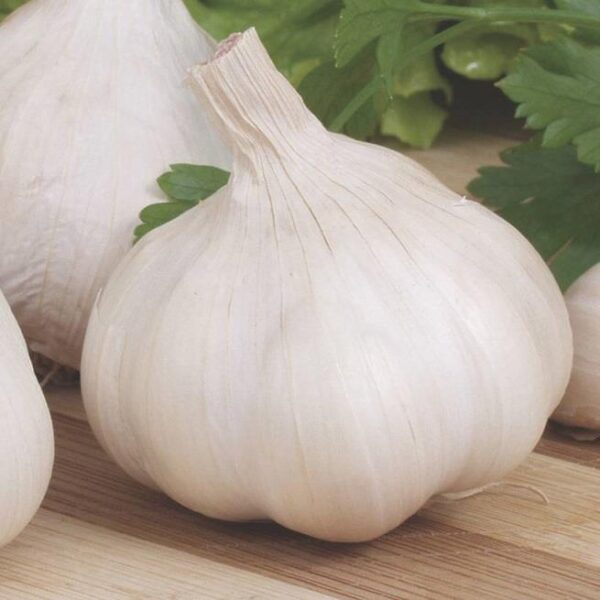 Topadrome French Garlic Bulbs Pack x 2 Cloves