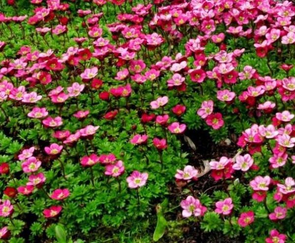 Saxifraga 'Mixed' Alpine Rockery LARGE Plug Plants Pack x6
