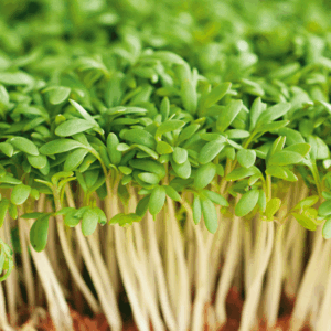 Plain Cress Pack Seeds Vegetable/Salad Seed