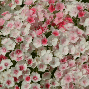 Phlox Drummondii Blushing Bride Flower Seeds