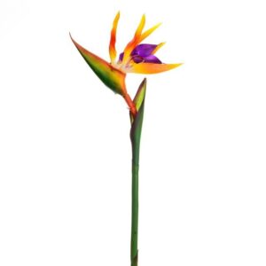 Pack 6 Stems Strelitzia 'Birds of Paradise' Artificial Flowers