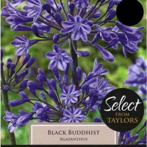 Agapanthus Black Buddhist Pack x1 Bulb/Rhizome