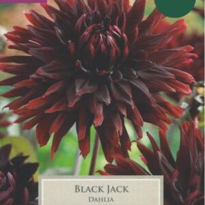 Dahlia Cactus 'Black Jack' Pack x1 Bulb/Tuber
