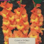 Gladioli Large Conca D'oro Pack x10 Bulbs/Corms