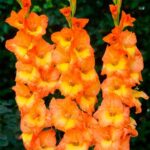 Gladioli Large Conca D'oro Pack x10 Bulbs/Corms
