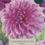 Dahlia Dinner Plate Lavender Perfection Pack x1 Tuber