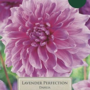 Dahlia Dinner Plate Lavender Perfection Pack x1 Tuber