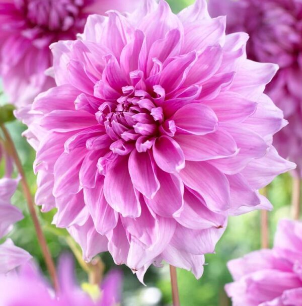 Dahlia Dinner Plate Lavender Perfection Pack x1 Tuber