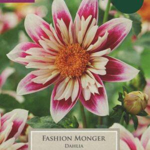 Dahlia Collarette 'Fashion Monger' Pack x1 Tuber