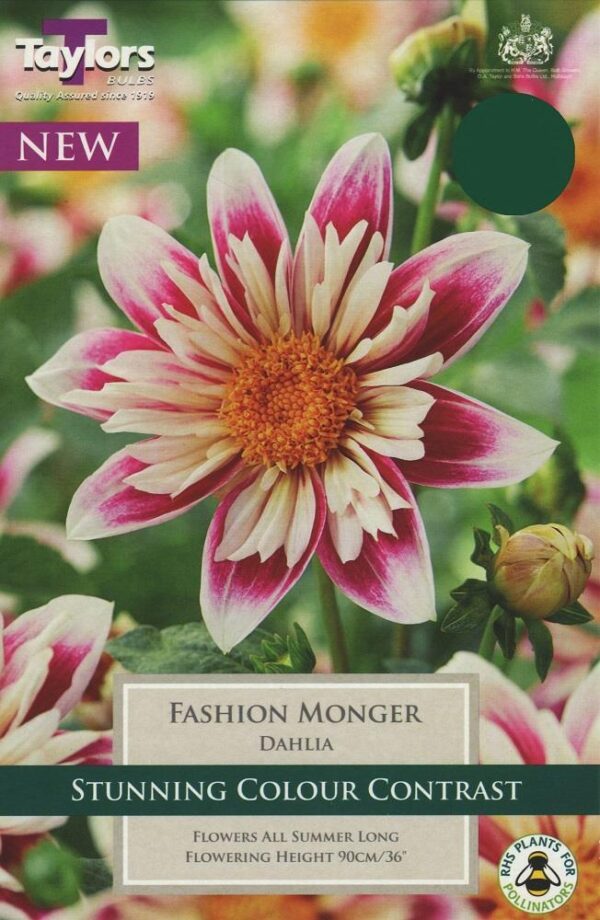 Dahlia Collarette 'Fashion Monger' Pack x1 Tuber