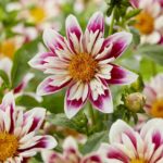 Dahlia Collarette 'Fashion Monger' Pack x1 Tuber
