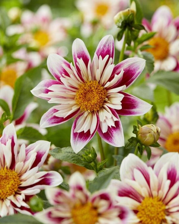 Dahlia Collarette 'Fashion Monger' Pack x1 Tuber
