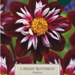 Dahlia Collarette 'Night Butterfly' Pack x1 Tuber