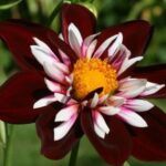 Dahlia Collarette 'Night Butterfly' Pack x1 Tuber