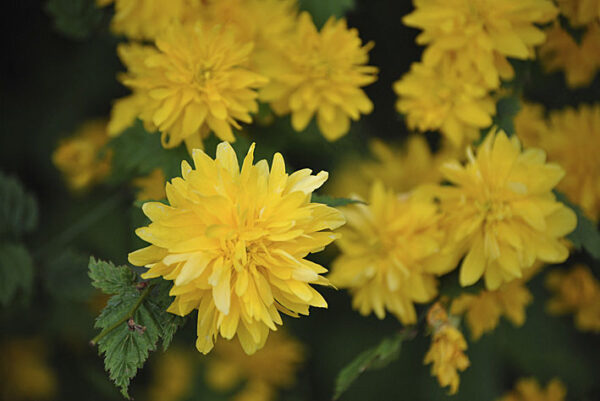 Kerria Japonica Perennial Garden Shrub XXL Supersize Plug Plants Pack x3