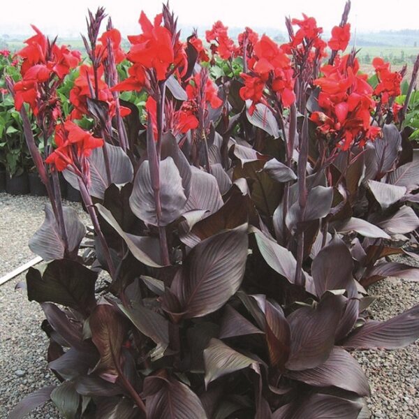 Canna Lily Tropicanna® Black Bulb/Tuber/Rhizome Pack x1