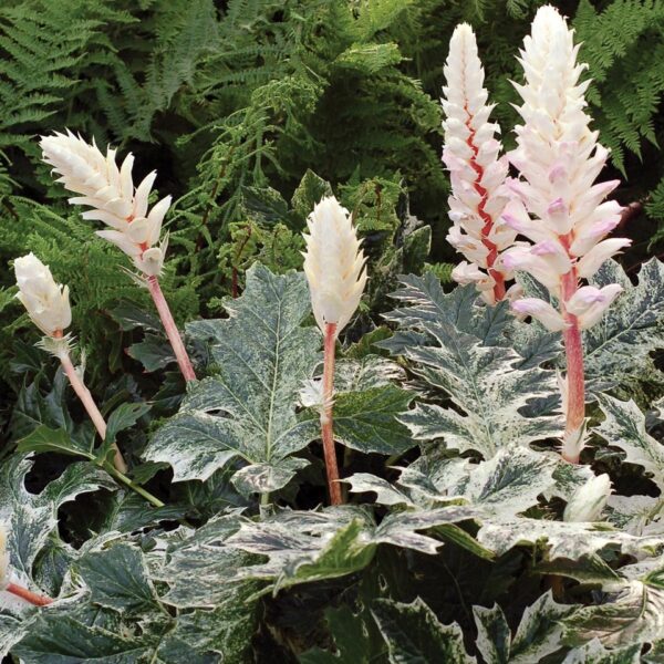 Acanthus Mollis 'Whitewater' Perennial XXL Supersize Plug Plants Pack x3