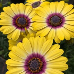 Osteospermum Erato® 'Yellow Purple Eye' Summer Plug Plants Pack x6