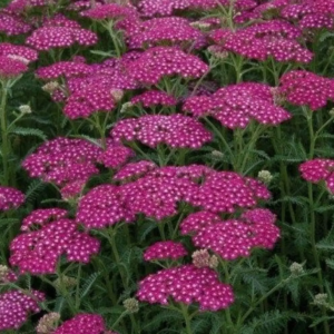 Achillea Millefolium 'Vintage Violet' Perennial LARGE Size Plug Plants Pack x6