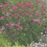 Achillea Millefolium 'Vintage Violet' Perennial LARGE Size Plug Plants Pack x6