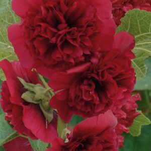 Hollyhock Chater's Double Maroon Perennial LARGE Plug Plants Pack x6