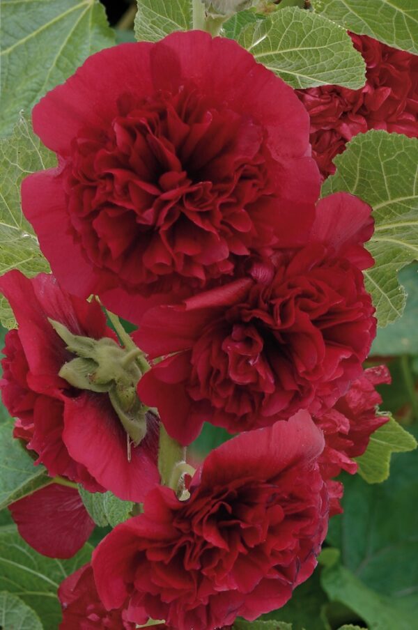 Hollyhock Chater's Double Maroon Perennial LARGE Plug Plants Pack x6