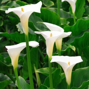 White Calla Aethiopica 'Arum lily' Summer Bulb x1