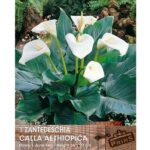 White Calla Aethiopica 'Arum lily' Summer Bulb x1