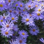 Aster x Frikartii 'Monch' Perennial 9cm Pot Plants Pack x3