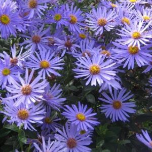 Aster x Frikartii 'Monch' Perennial 9cm Pot Plants Pack x3