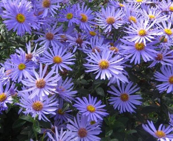 Aster x Frikartii 'Monch' Perennial 9cm Pot Plants Pack x3