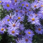 Aster x frikartii 'Monch'  Perennial (LARGE) Plug Plants Pack X3