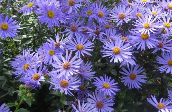 Aster x frikartii 'Monch'  Perennial (LARGE) Plug Plants Pack X3